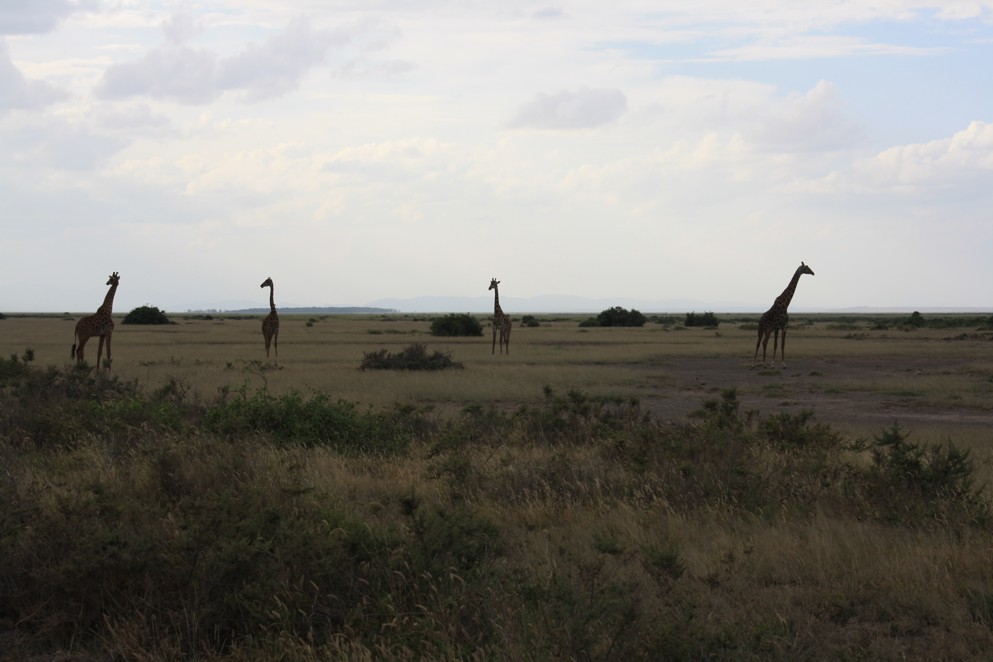 4 žirafy